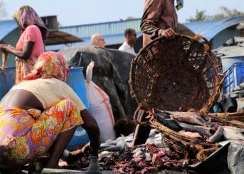A woman prepares her fish to sell in Africa. Image used for the SciDev.Net journalism awards story.