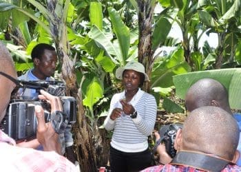 A female scientist in a banana plantation interviewed by science journalists