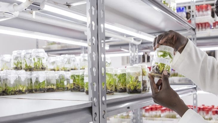 A female African scientist at the National Agricultural Research Organisation (NARO), with samples of Matoke seedlings, a starchy variety of green banana, which are being used as part of a gene technology research project.