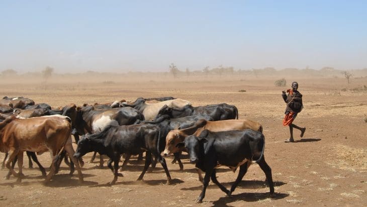 Climate change effects: boy herding cattle