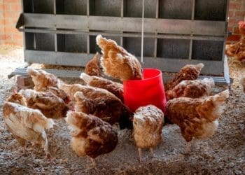 A growing killer of poultry