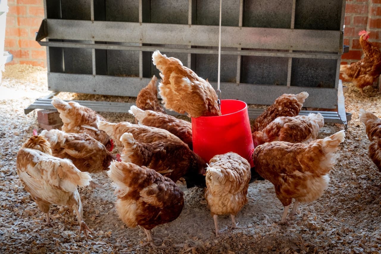 Antibiotic resistance: A growing killer of poultry